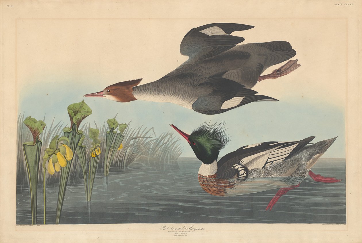 Serreta mediana de Robert Havell after John James Audubon