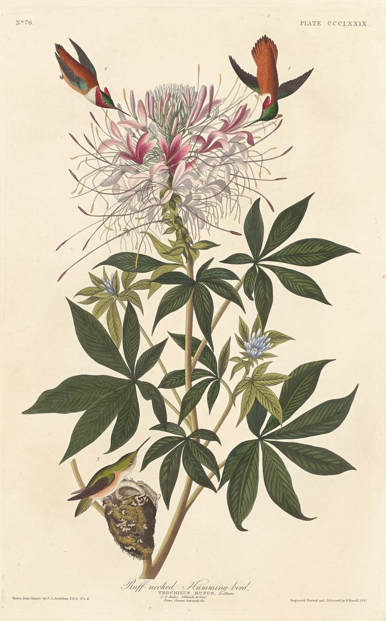 Colibrí de Cuello Rizado de Robert Havell after John James Audubon