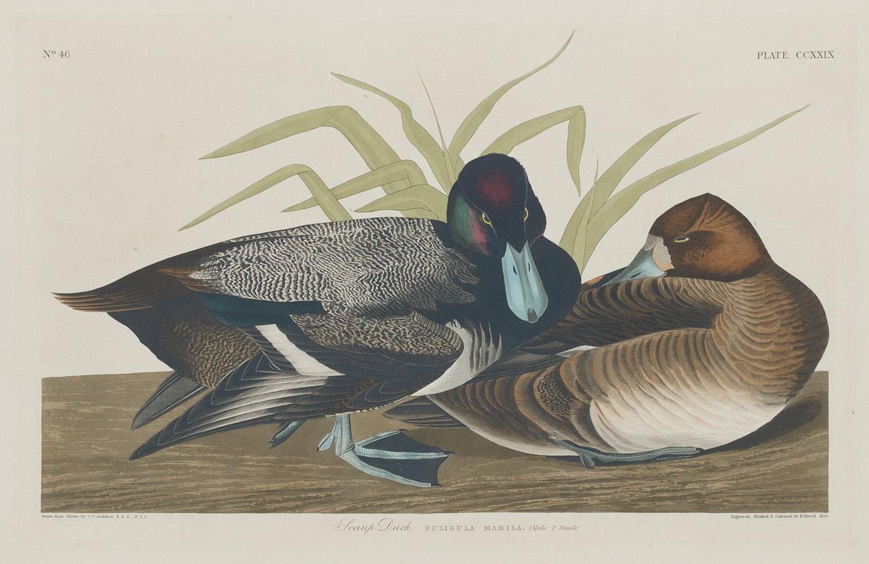 Pato porrón de Robert Havell after John James Audubon