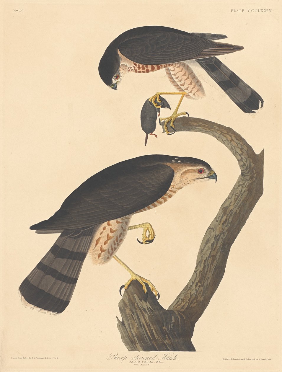Gavilán de patas finas de Robert Havell after John James Audubon