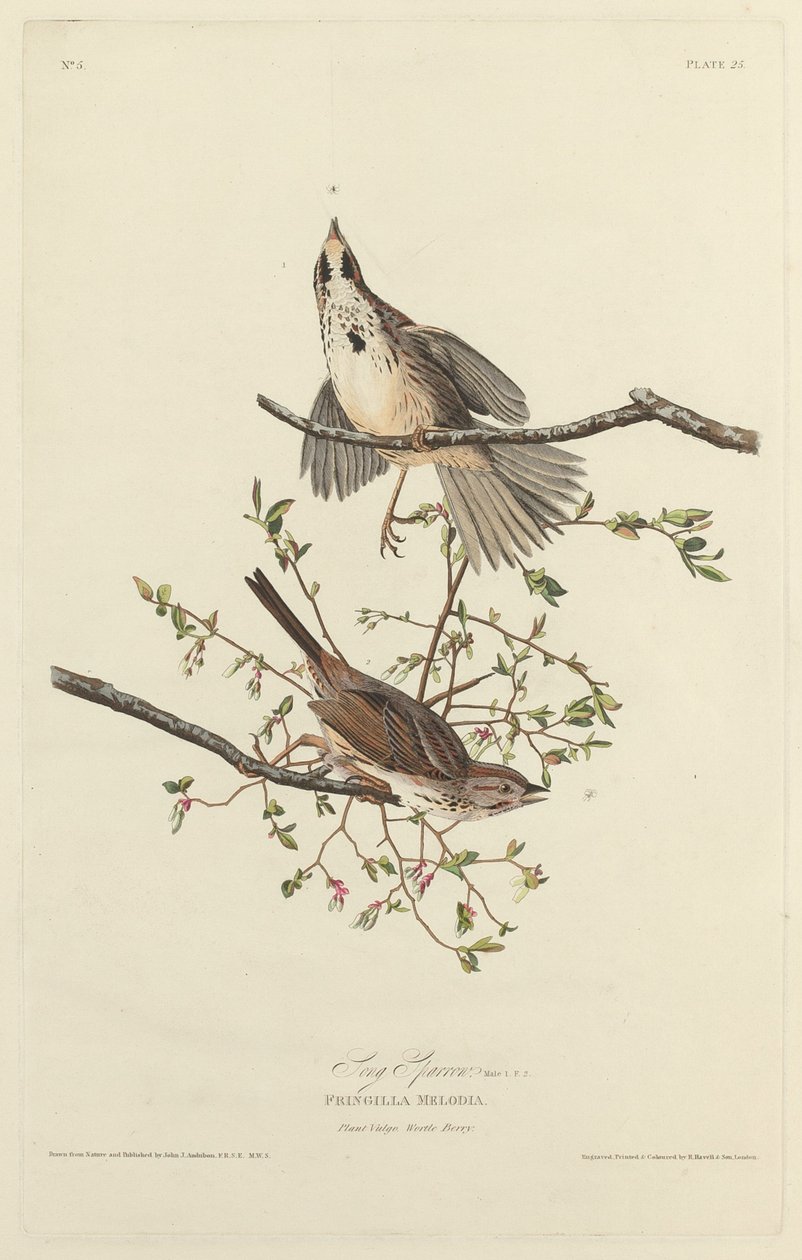 Gorrión cantor de Robert Havell after John James Audubon