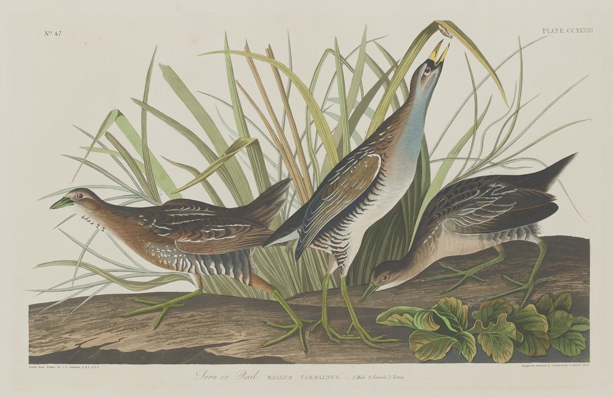 Sora o Rail de Robert Havell after John James Audubon