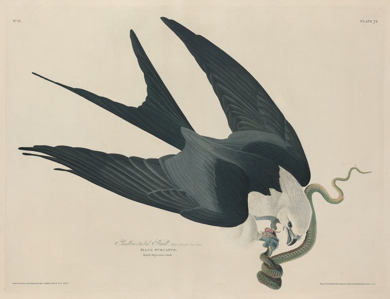 Halcón de cola bifurcada de Robert Havell after John James Audubon