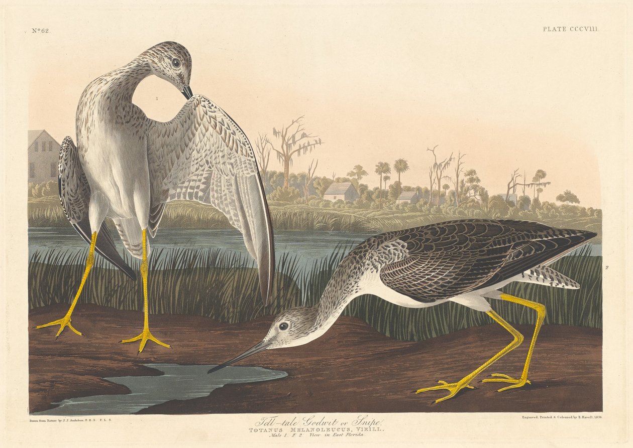 Diosito Chismoso de Robert Havell after John James Audubon