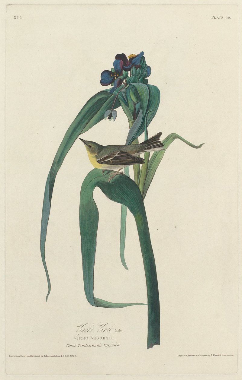 Vireo de Vigors de Robert Havell after John James Audubon