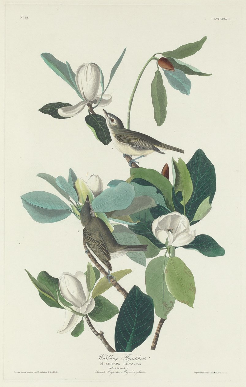 Papamoscas cantor de Robert Havell after John James Audubon
