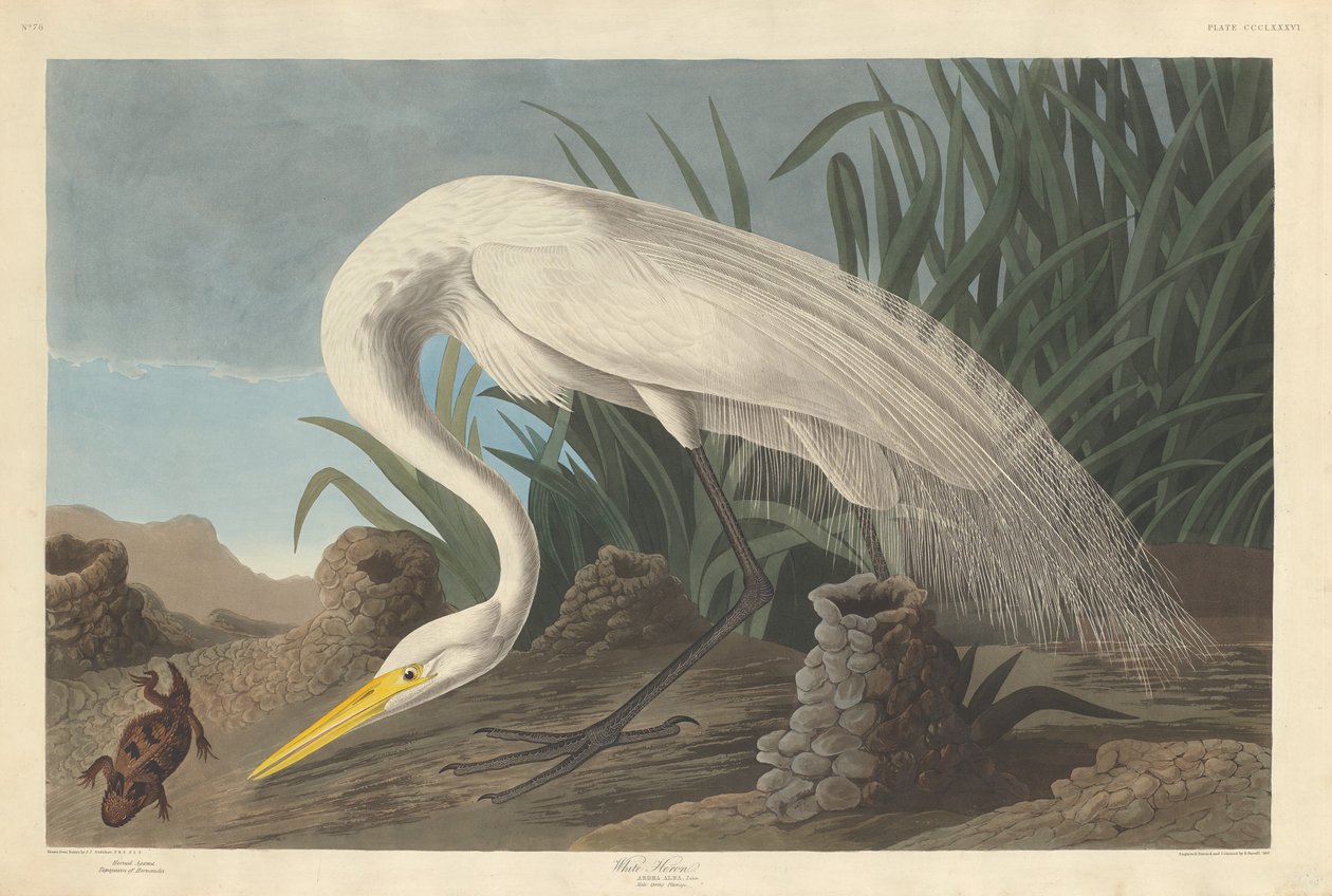 Garza Blanca de Robert Havell after John James Audubon
