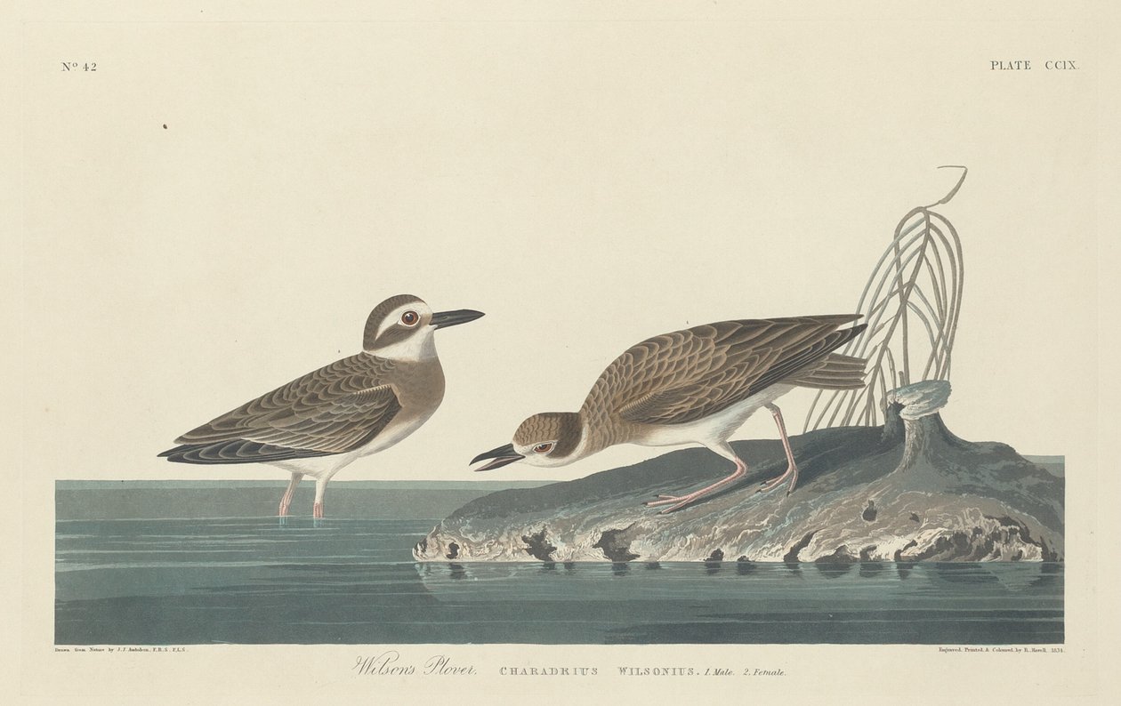 Chorlito de Wilson de Robert Havell after John James Audubon