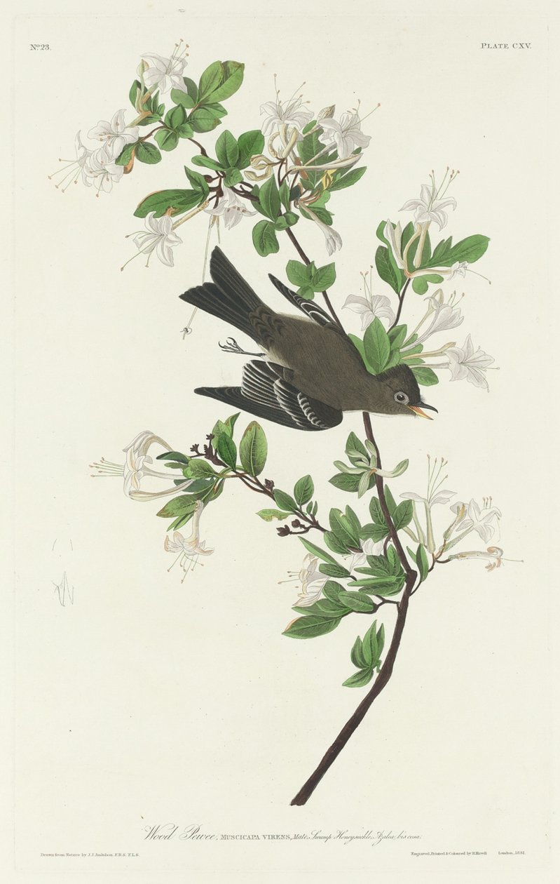 Mosquero de madera de Robert Havell after John James Audubon