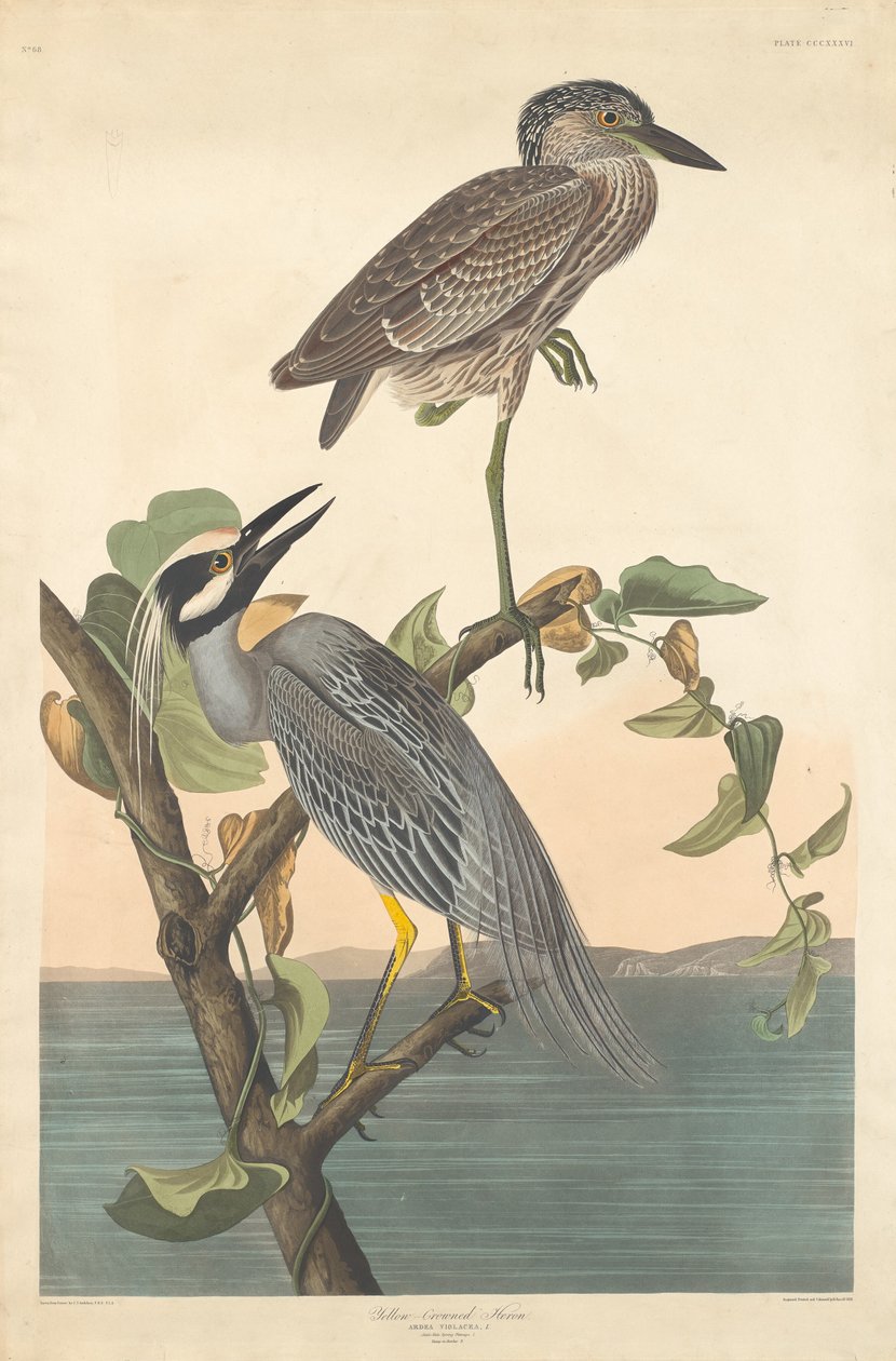 Garza coronada amarilla de Robert Havell after John James Audubon