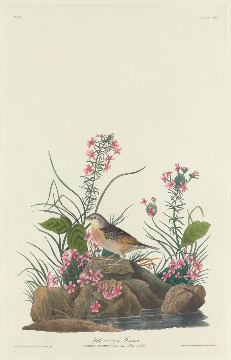 Gorrión de Alas Amarillas de Robert Havell after John James Audubon