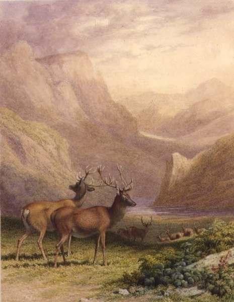 Ciervos en las tierras altas de Robert Hills