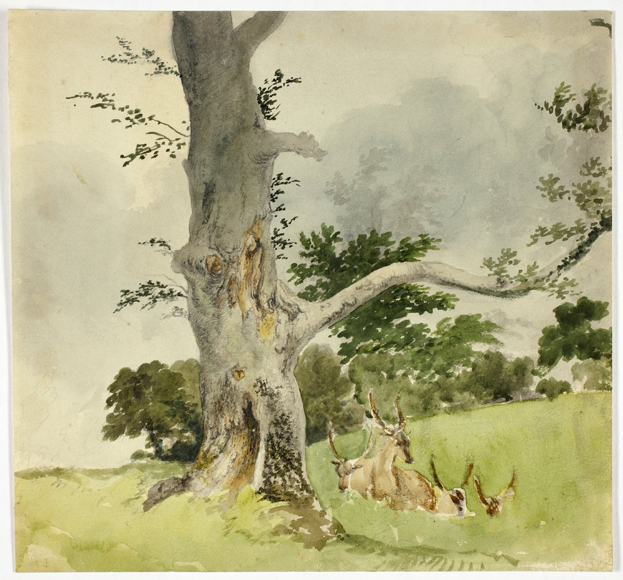 Familia de ciervos bajo un árbol de Robert Hills