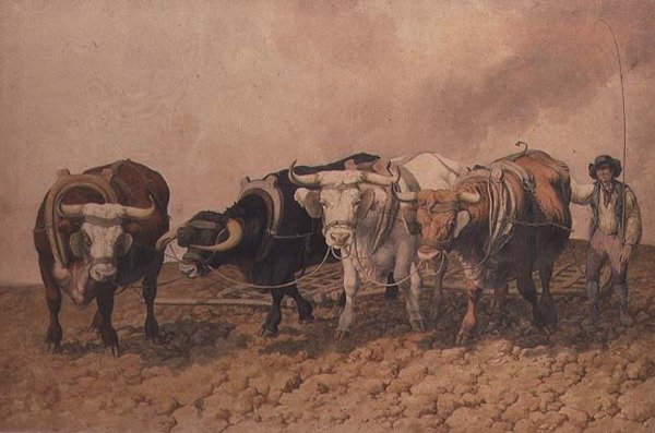 Arado de Robert Hills