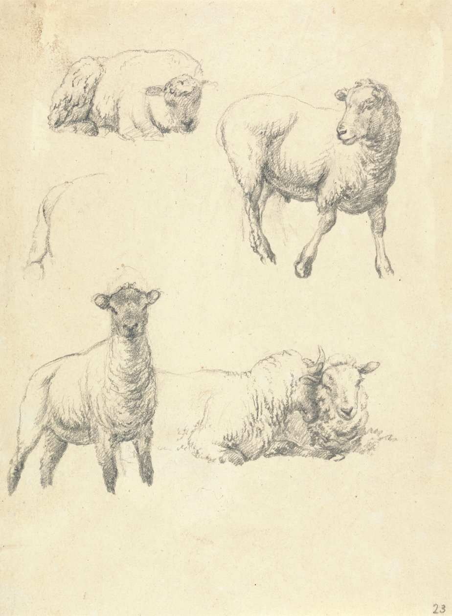 Ovejas de Robert Hills