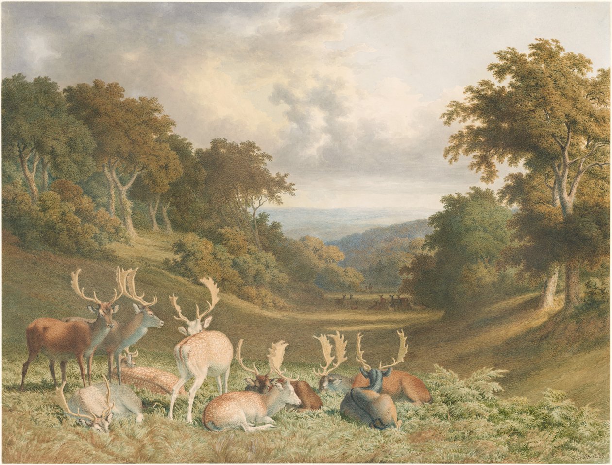 Ciervos en Knole Park, Kent de Robert Hills