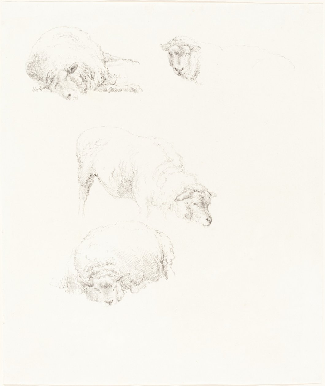 Estudios de Ovejas de Robert Hills