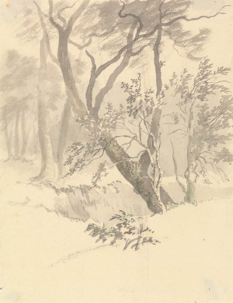 La madera de Robert Hills
