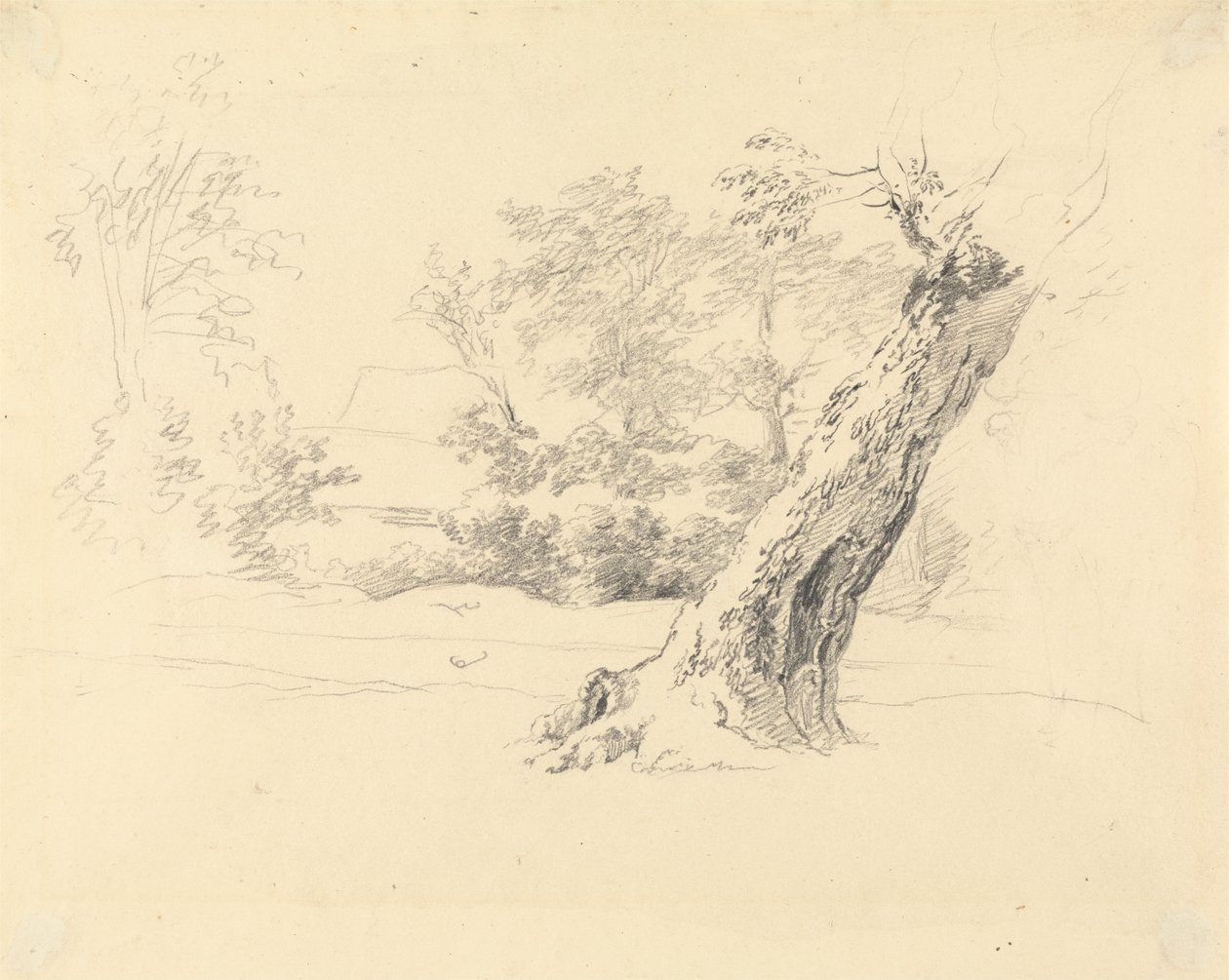 Estudio de árboles de Robert Hills