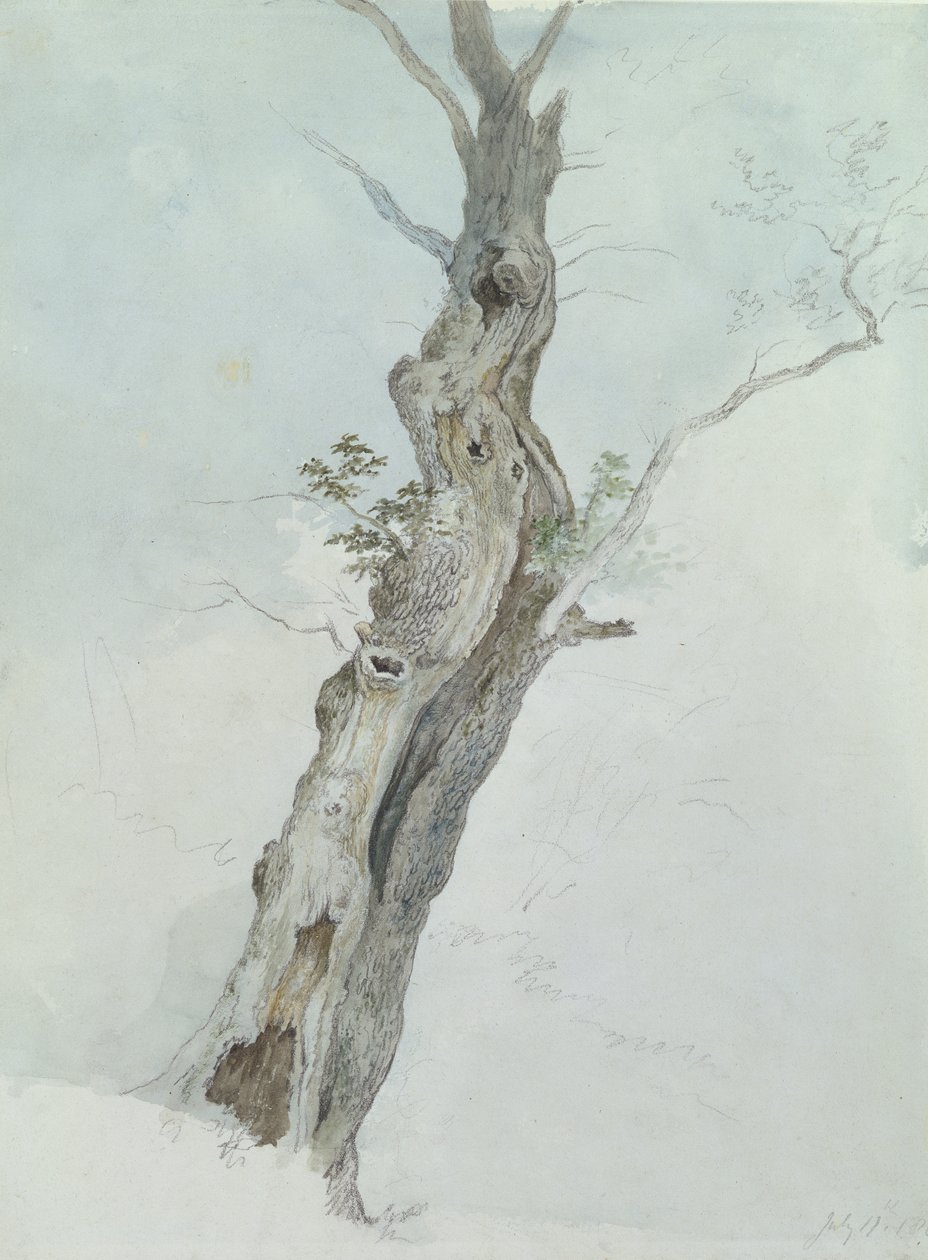 Estudio de Árbol, c.1800-05 de Robert Hills