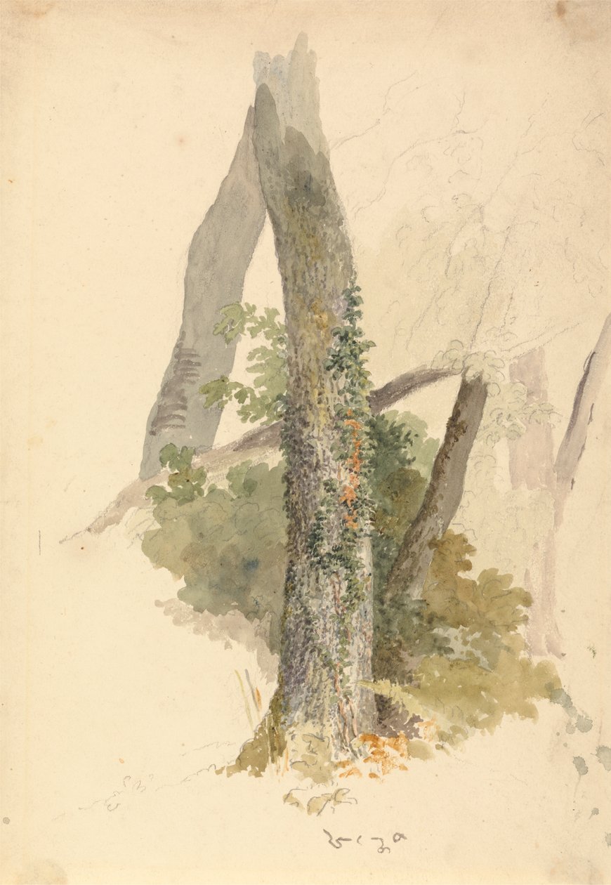 Estudio de árbol con hiedra aferrada al tocón de Robert Hills