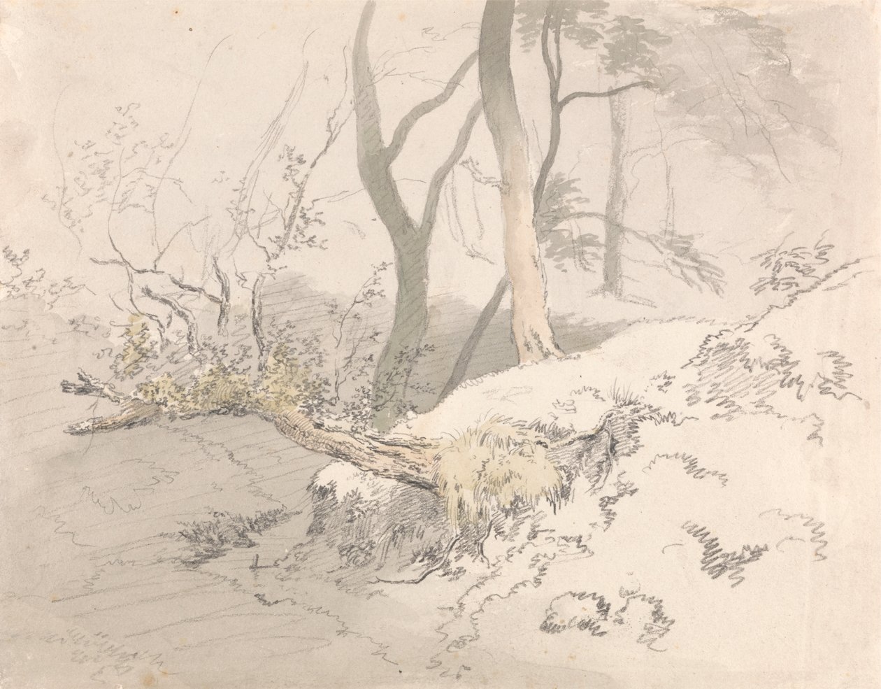 Sombra del bosque de Robert Hills