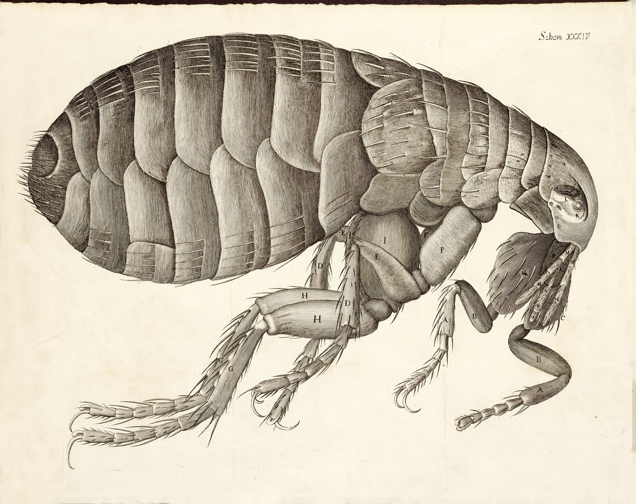 Sección transversal de una pulga de Micrographia, pub. 1665 de Robert Hooke