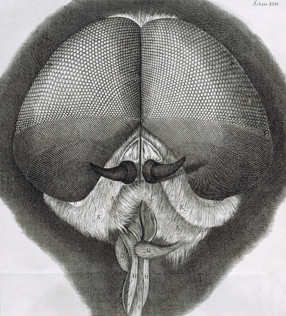 Mosca gris, observación XXXIX de Micrographia de Hooke, 1664 de Robert Hooke