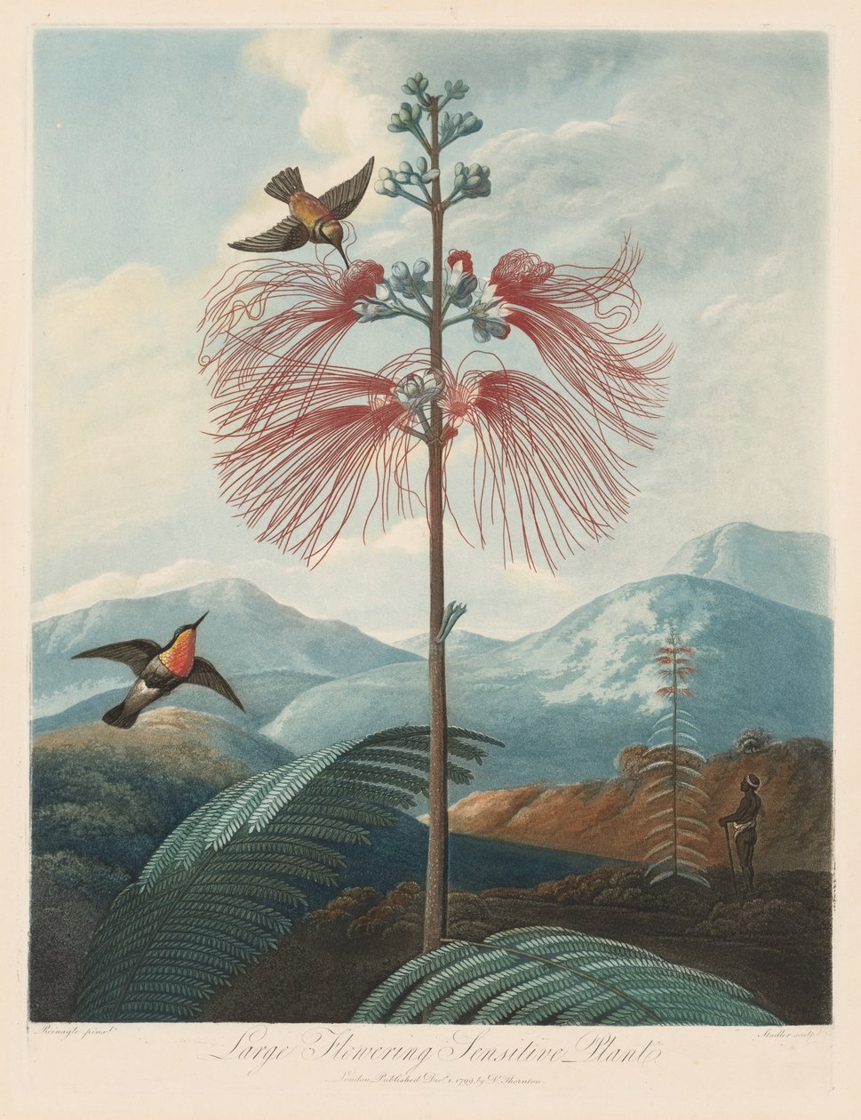 El templo de Flora, o Jardín de la naturaleza: Planta sensible de gran floración de Robert John Thornton