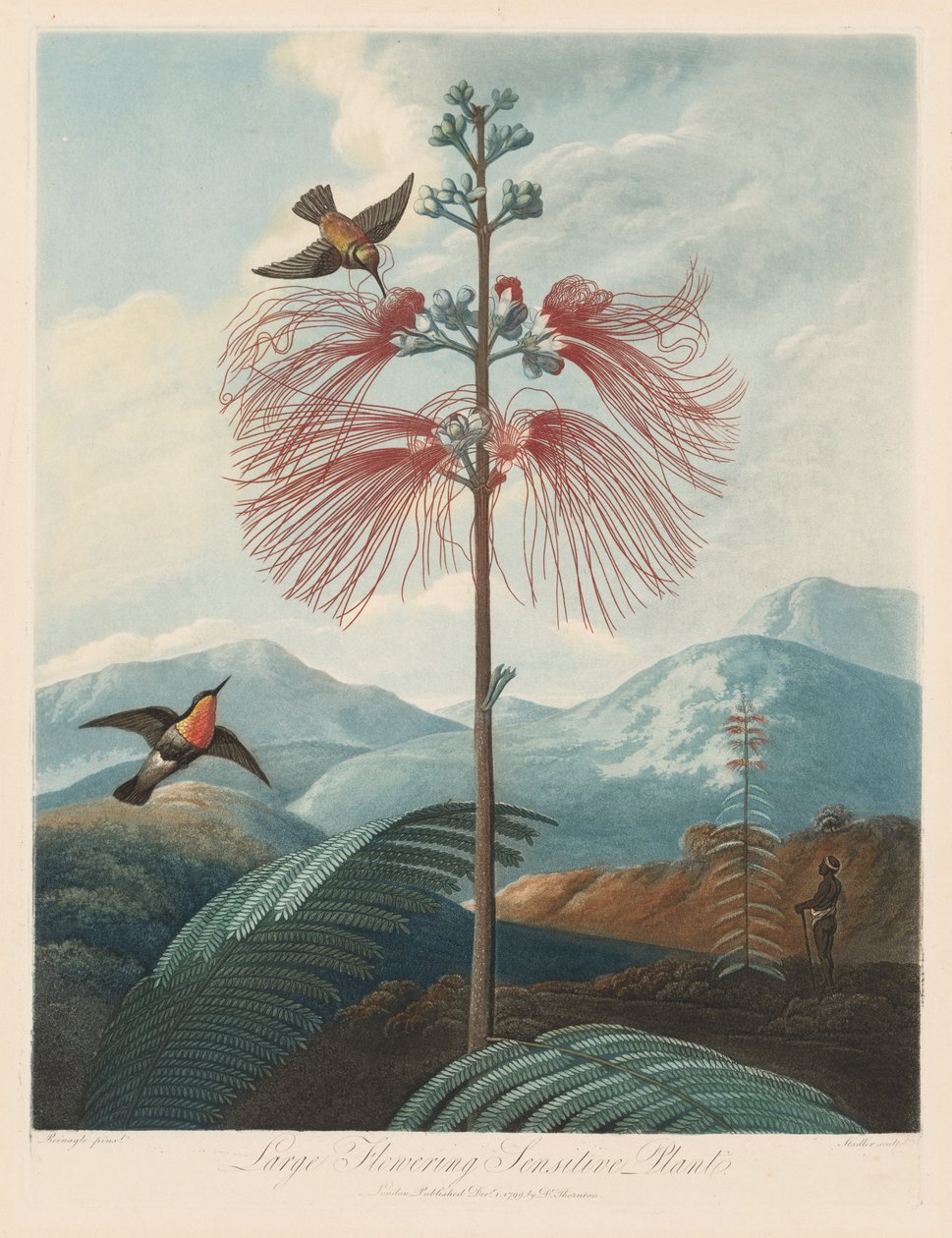 El Templo de Flora, o Jardín de la Naturaleza: Gran Planta Sensitiva en Flor, 1799-1807 de Robert John Thornton