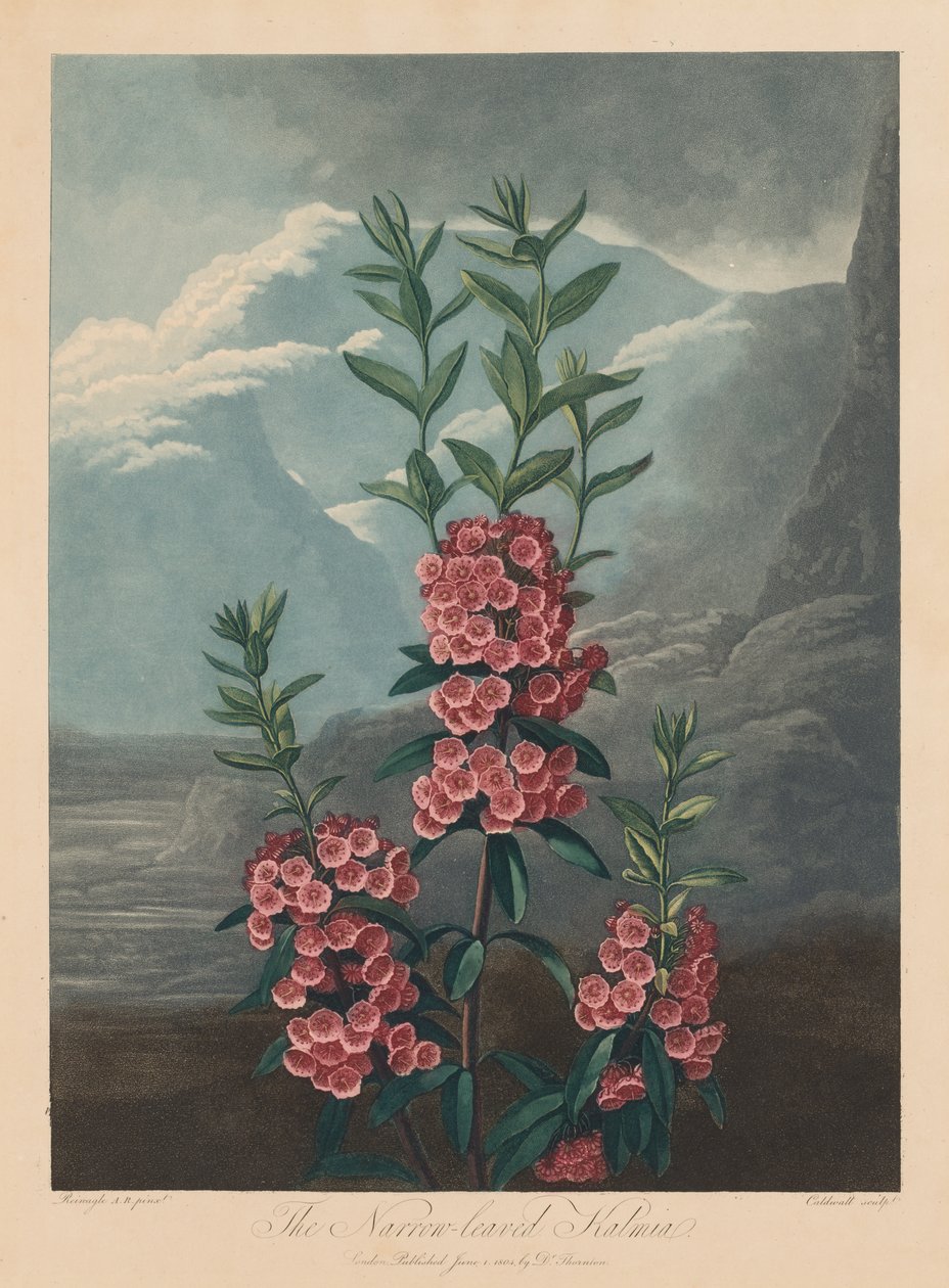 El Templo de Flora, o Jardín de la Naturaleza: La Kalmia de Hojas Estrechas, Laurel de Montaña de Robert John Thornton