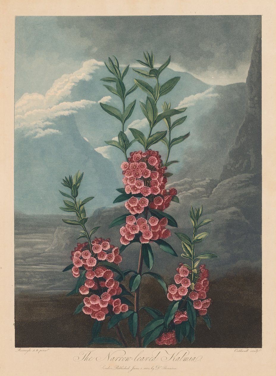 El Templo de Flora, o Jardín de la Naturaleza: El Kalmia de hojas estrechas, Laurel de montaña, 1804 de Robert John Thornton