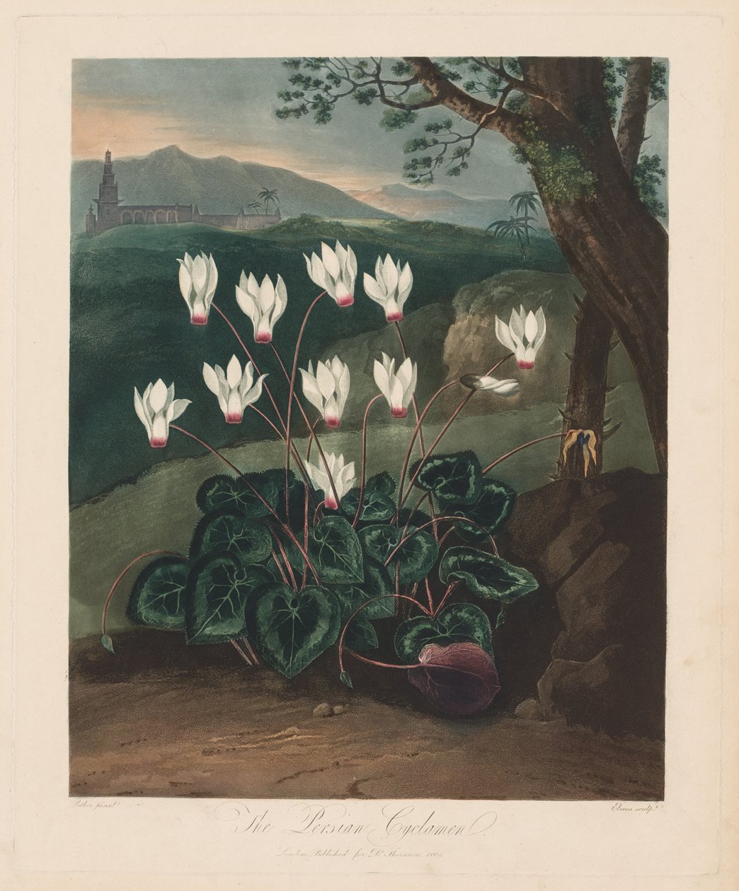 El Templo de Flora, o Jardín de la Naturaleza: El ciclamen persa de Robert John Thornton