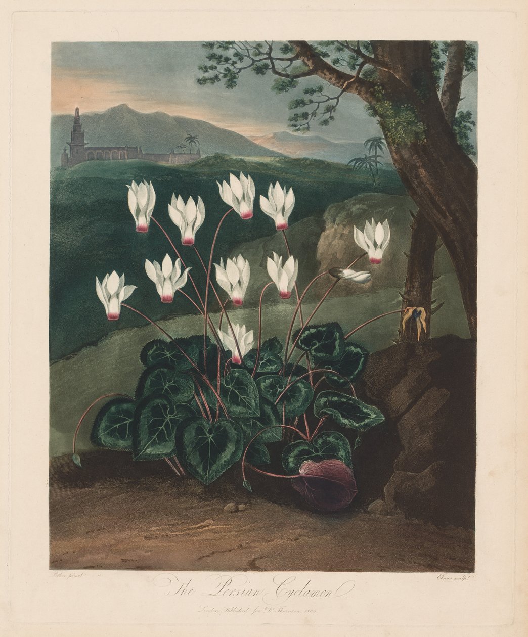 El Templo de Flora, o Jardín de la Naturaleza: El ciclamen persa de Robert John Thornton