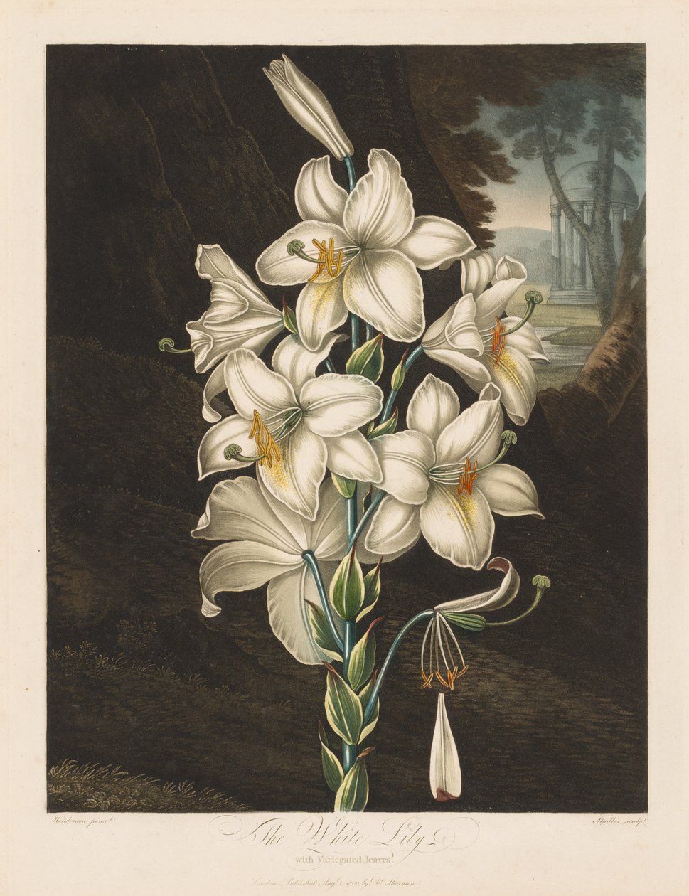 El Templo de Flora, o Jardín de la Naturaleza: El Lirio Blanco con Hojas Variegadas de Robert John Thornton