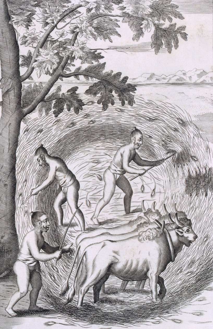 La manera de trillar su arroz, de Una relación histórica de la isla de Ceilán, pub. 1681 de Robert Knox