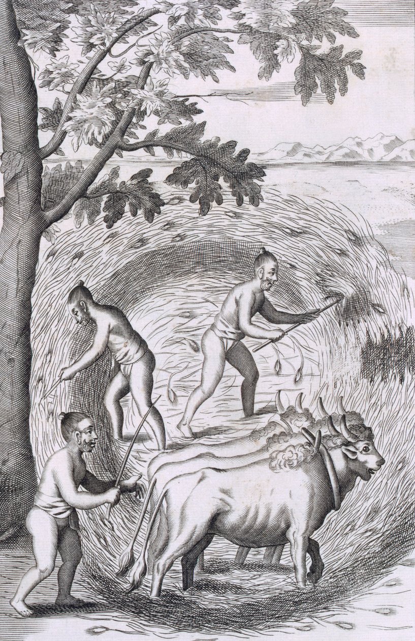 La manera de trillar su arroz, pub. 1681 de Robert Knox