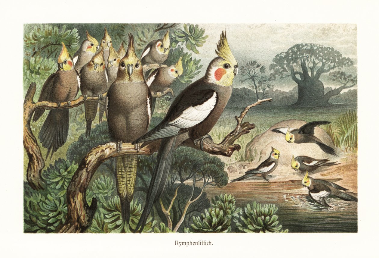 Bandada de cacatúas, Nymphicus hollandicus, en una charca. 1882 (cromolitografía) de Robert Kretschmer