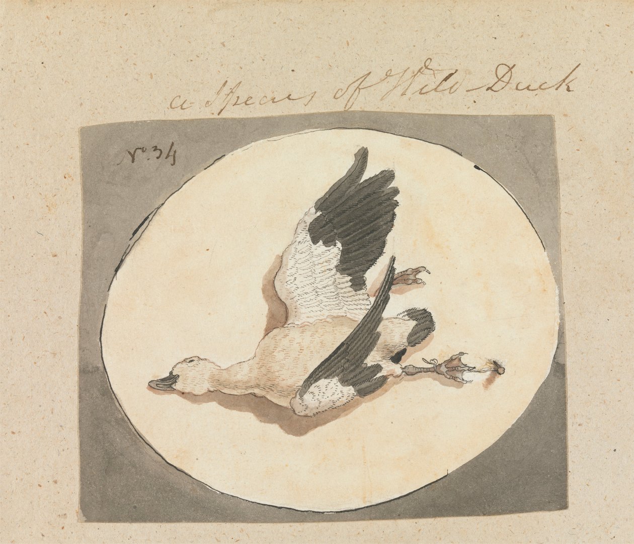 Una especie de pato silvestre de Robert Mabon