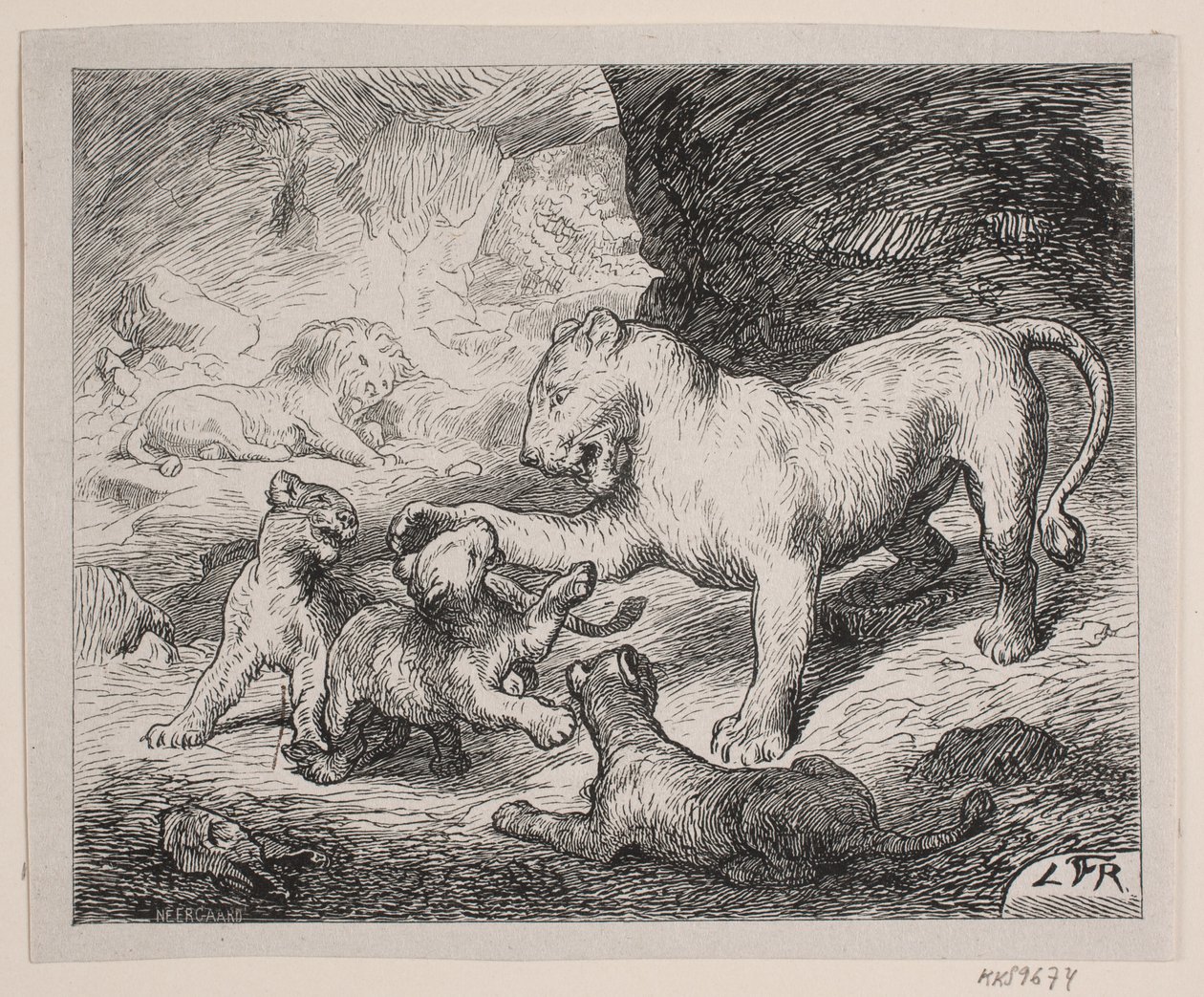 Cachorros de león. Ilustración para Chr. Winther