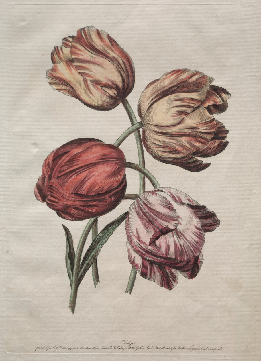 Ocho hermosos grupos de flores naturales en contornos por de la Cour: Tulipanes de Robert Sayer