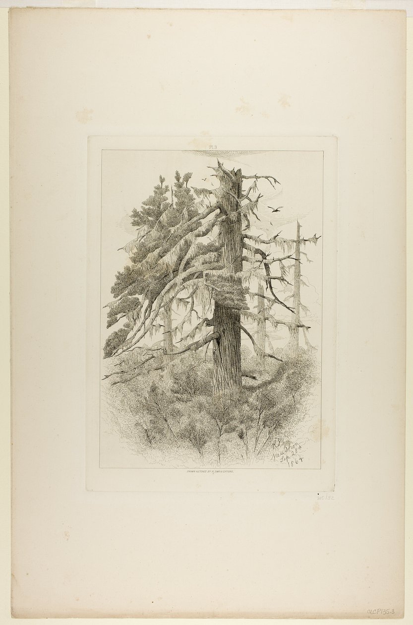 Viejos árboles en la isla Naushon de Robert Swain Gifford