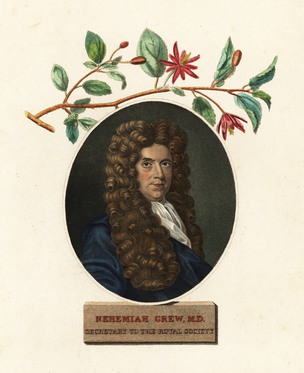 Retrato de Nehemiah Grew, médico y botánico.1809 (grabado) de Robert White