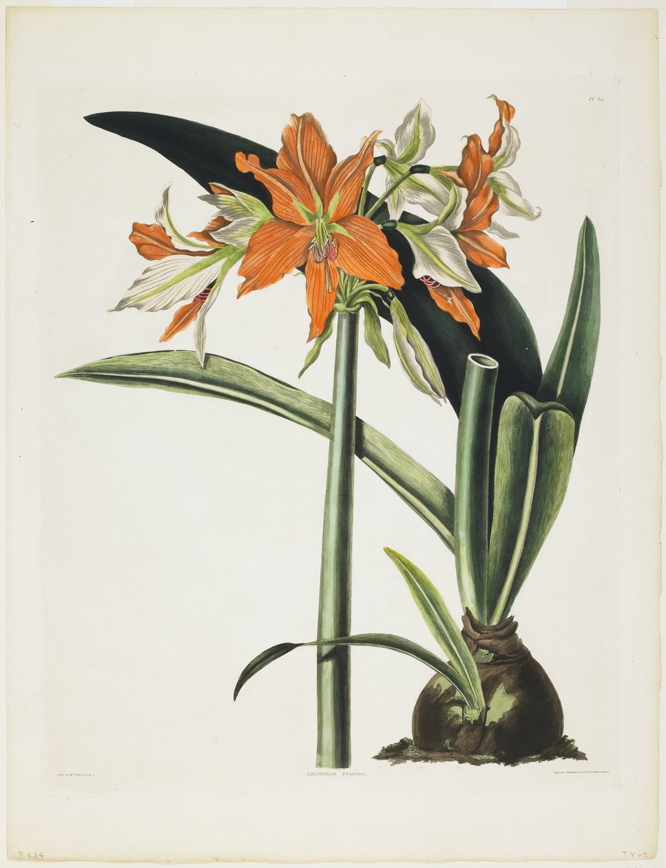 Amaryllis fulgida (Amarilis de tubo rayado), 1831-34 de Robert the Younger Havell