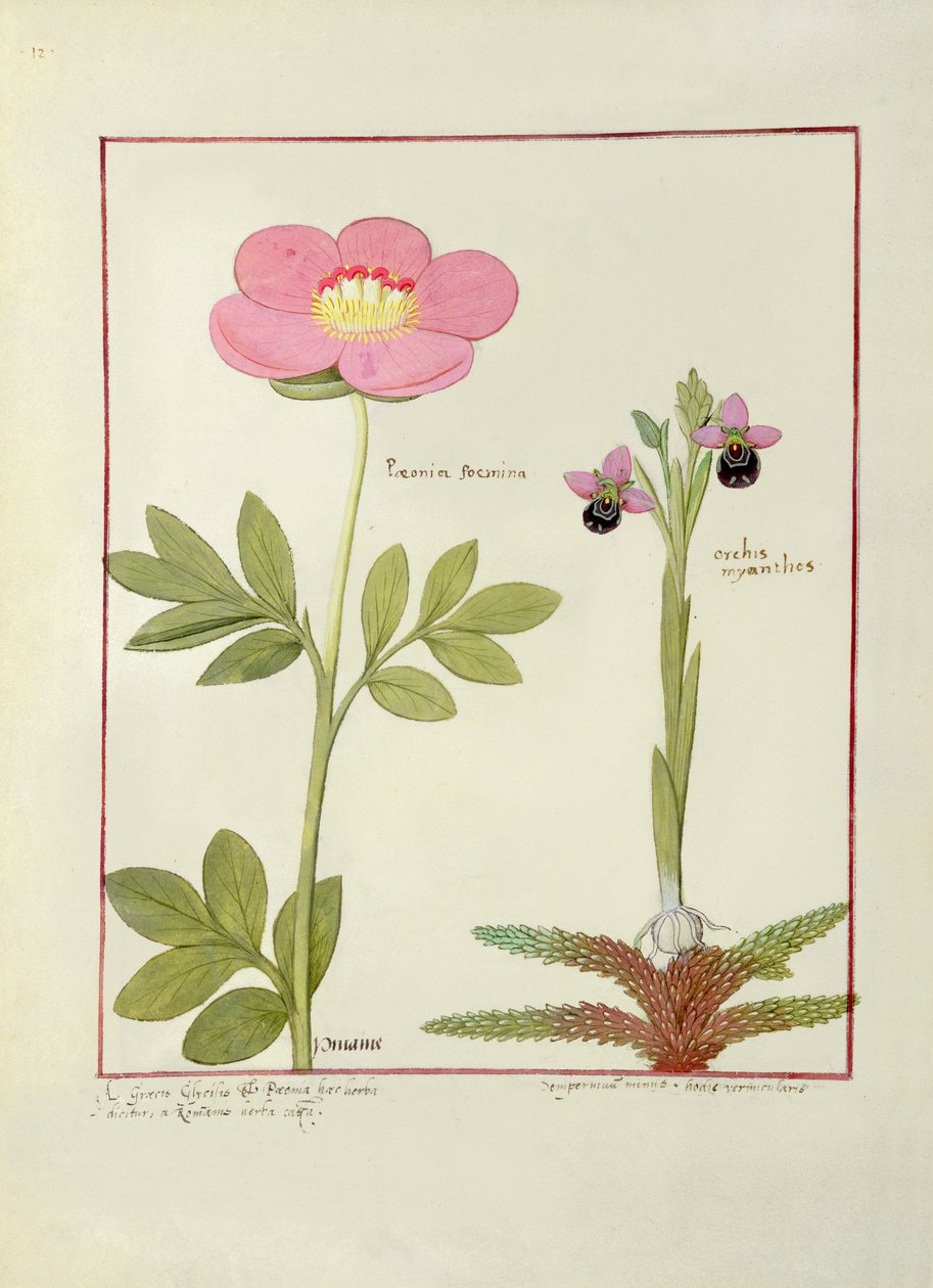 Paeonia o Peonía, y Orchis myanthos, ilustración del Libro de Medicinas Simples por Mattheaus Platearius de Robinet Testard