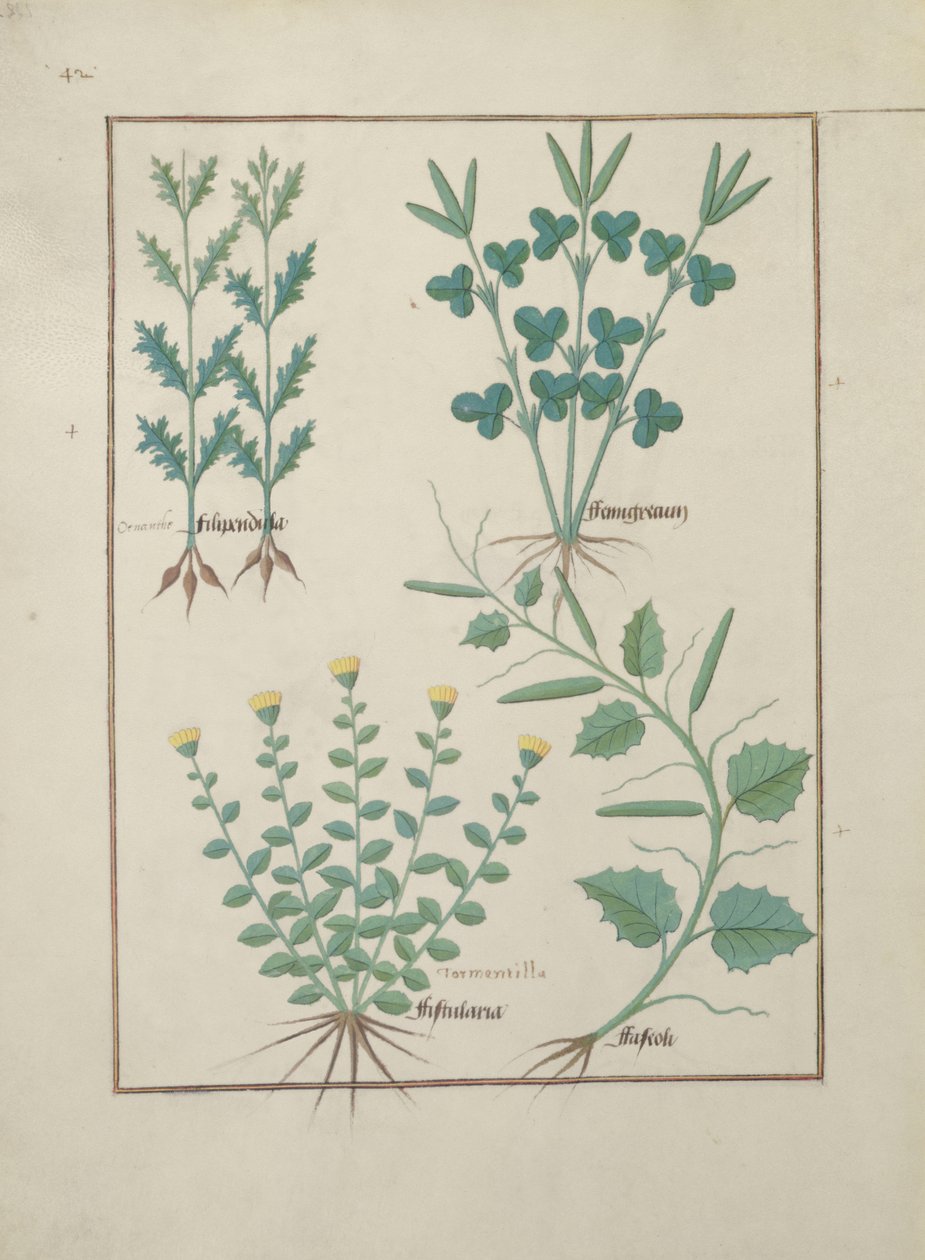 Ms Fr. Fv VI #1 fol.132v Fila superior: Filipendula. Fila inferior: Fistularia y Faseolus, ilustración del Libro de las medicinas simples, por Mattheaus Platearius (d.c.1161) c.1470 de Robinet Testard