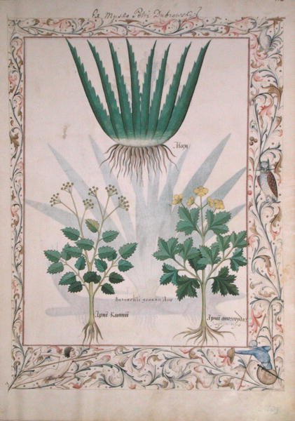 Ms Fr. Fv VI #1 fol.112 Aloe y Apio, Ilustración del Libro de Medicinas Simples por Matthaeus Platearius (d.c.1161) c.1470 de Robinet Testard