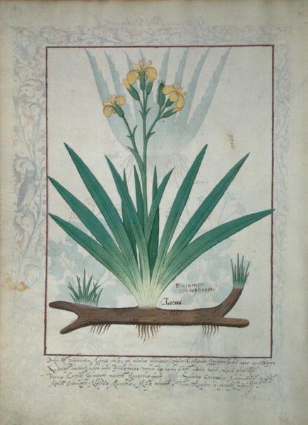 Ms Fr. Fv VI #1 fol.112v Abutilon Theophrasti, o Hoja de Terciopelo, Ilustración del Libro de Medicinas Simples por Mattheaus Platearius (d.c.1161) c.1470 de Robinet Testard