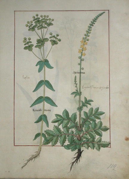 Ms Fr. Fv VI #1 fol.115 Reveille Matin y Agrimonia, Ilustración del Libro de Medicinas Simples por Mattheaus Platearius (d.c.1161) c.1470 de Robinet Testard