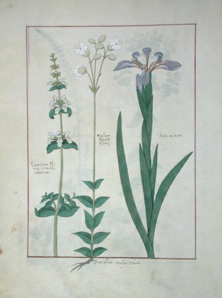 Ms Fr. Fv VI #1 fol.115v Lamium Album o Ortiga Muerta Blanca, Melandryon, e Iris Minor, Ilustración del Libro de Medicinas Simples por Mattheaus Platearius (d.c.1161) c.1470 de Robinet Testard